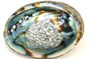 Abalone Shells