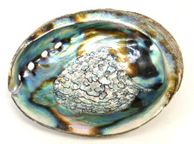 main image for ad Abalone Shells