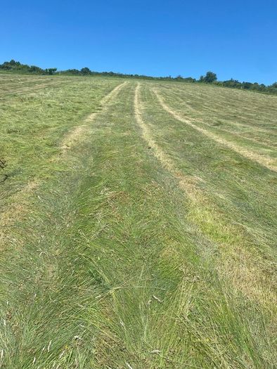 Organic hay