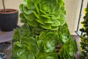 Aeonium succulent
