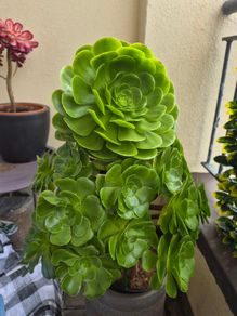 Aeonium succulent