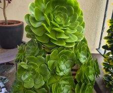 Aeonium succulent