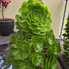 Aeonium succulent