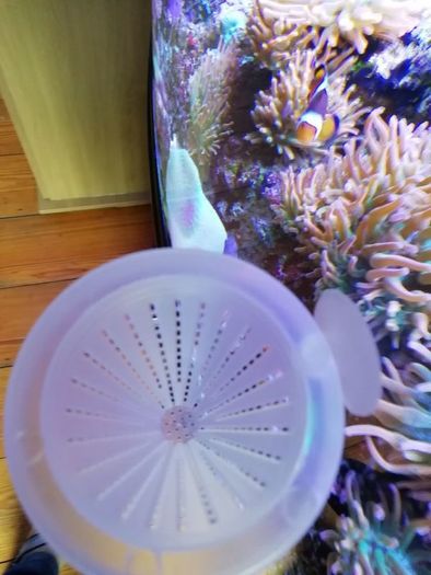 Fish Feeder