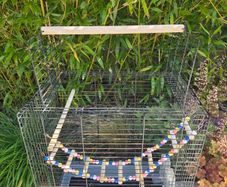 Bird cages
