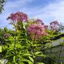 garden plants Image 2