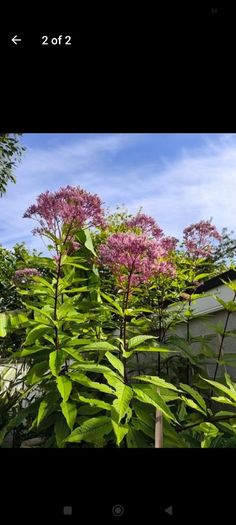 garden plants