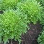 (E) Cichorium Endivia seeds 0.2g Image 2