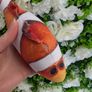 Cat toys & accessories bundle Image 3