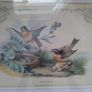 antique print, bird prints Image 2