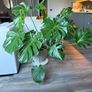Monstera Image 4