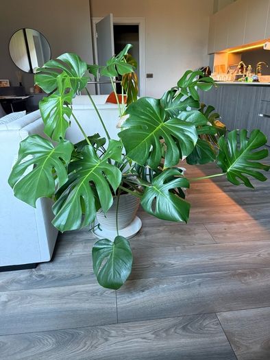Monstera