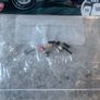 LEGO Technic Ducati Panigale 42107 Image 3