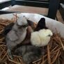 Usa Silkie Chicks Image 4