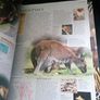 Animal: The Definitive Visual Guide - 1st Edition Image 8