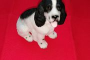 Spaniel Figurine (Leonardo Collection)