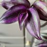 Beautiful Tradescantia "Violet Hill" House plant. Image 3