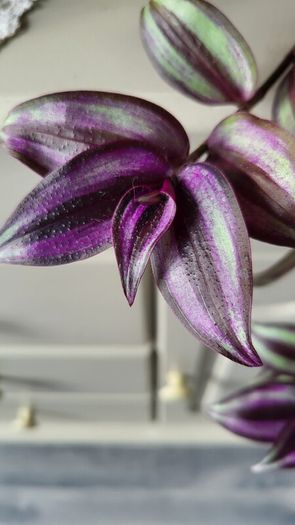 Beautiful Tradescantia "Violet Hill" House plant.