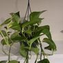 Epipremnum Aureum Image 2
