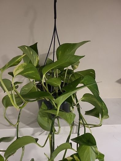 Epipremnum Aureum