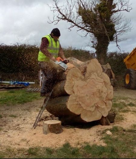 Tree felling
