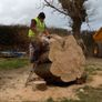Tree felling Image 7