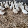 Ducks And Hens Image 3