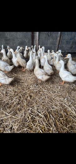 Ducks And Hens