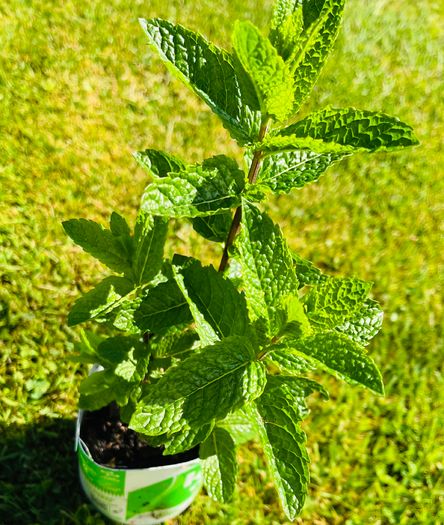 8-Piece Plant & Shrub Set incl. Fresh Mint