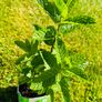 8-Piece Plant & Shrub Set incl. Fresh Mint Image 8