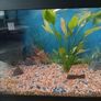 Fish Image 3