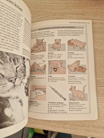 You & Your Cat Book