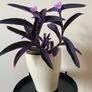 Houseplant Tradescantia Purple Heart/ Pallida Image 3
