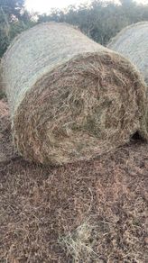 Hay
