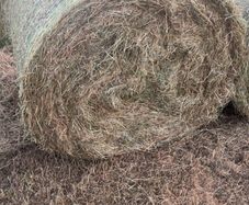 Hay