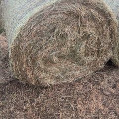 Hay