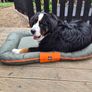 Dog Bed Image 4