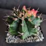 Gymnocalycium mihanovichii cactus Image 3
