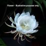 Epiphyllum oxypetalum Queen of the Night in terracotta pots Image 2
