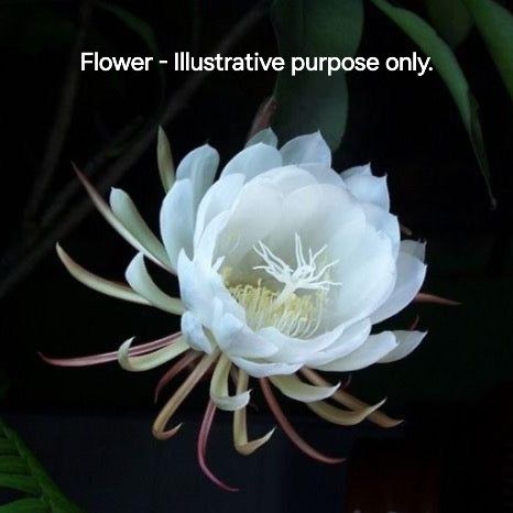 Epiphyllum oxypetalum Queen of the Night