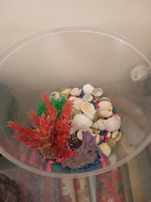 fish tank 50 liters with see decorations, just add water and your pet, ready to use