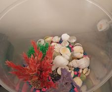 fish tank 50 liters with see decorations, just add water and your pet, ready to use