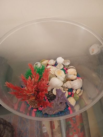 fish tank 50 liters with see decorations, just add water and your pet, ready to use