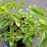 Oregano Image 2