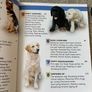 Vintage Book Puppy Training the Guide Dogs Way Image 5