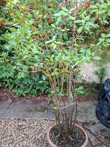 Garden Plant in large plastic pot