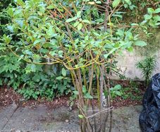 Garden Plant in large plastic pot