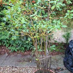 Garden Plant in large plastic pot