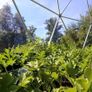 Deluxe Clear Tinted 3m(10ft) Extremely Strong Structure Dome Igloo Glamping Image 7