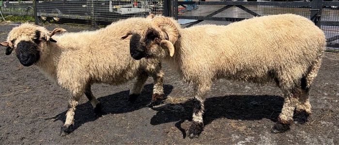 Pedigree Blacknose ewe due to lamb end August 2026